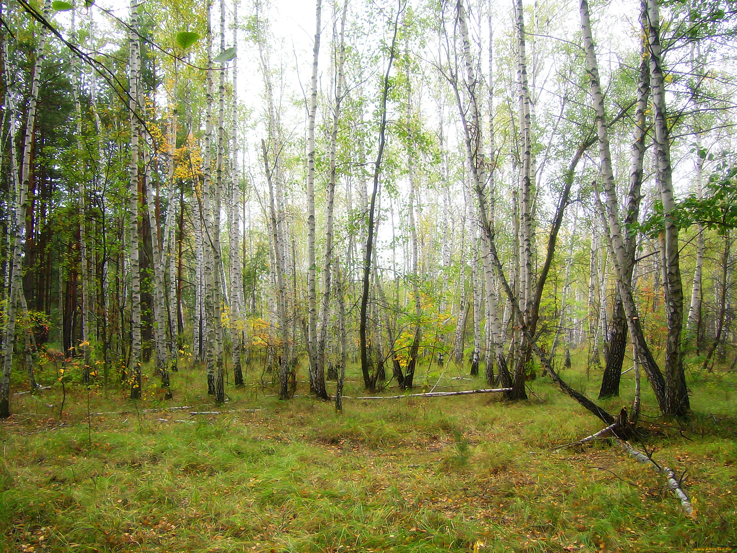 Редкий лес. Березовый лес панорама. Роща с поляной. Орлова роща Полянка. Природа зеленая роща поля.